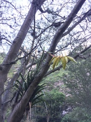 Tillandsia lajensis