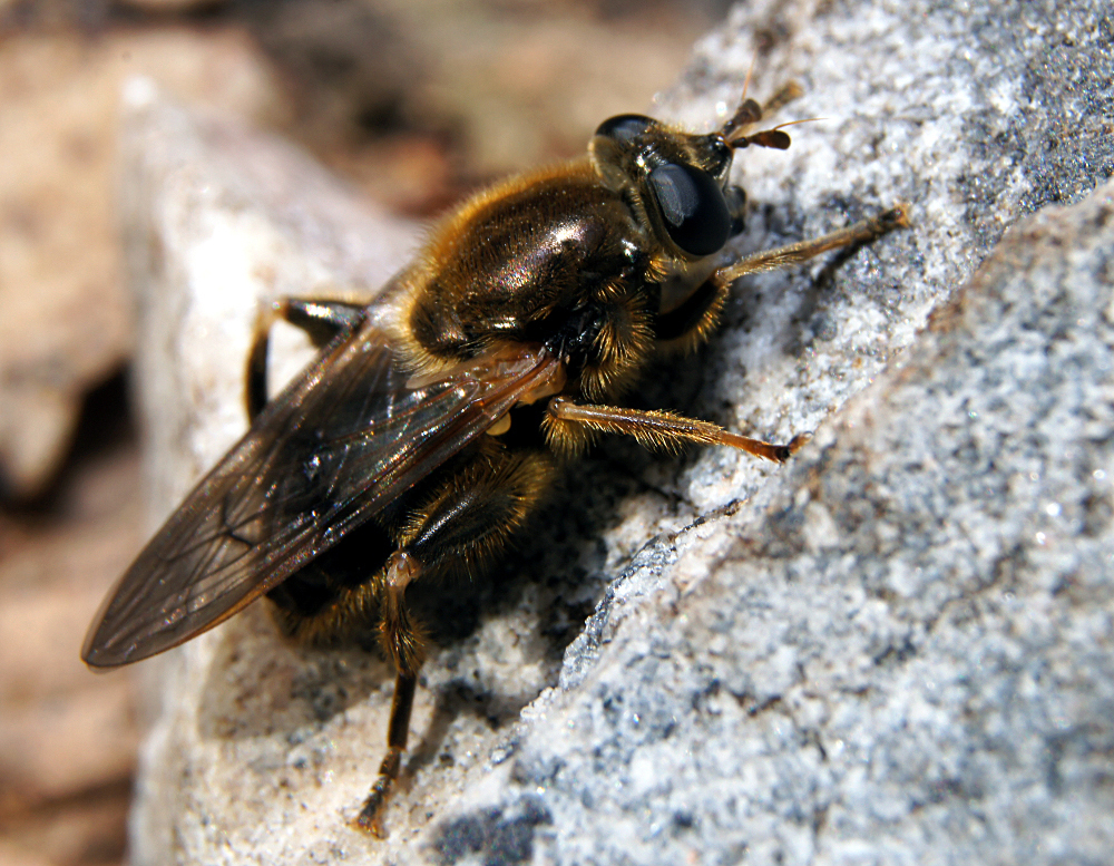 Eastern Catkin Fly