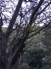 Tillandsia lajensis