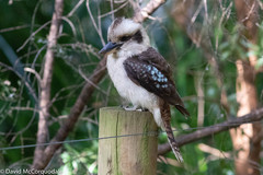 Laughing Kookaburra photo 4