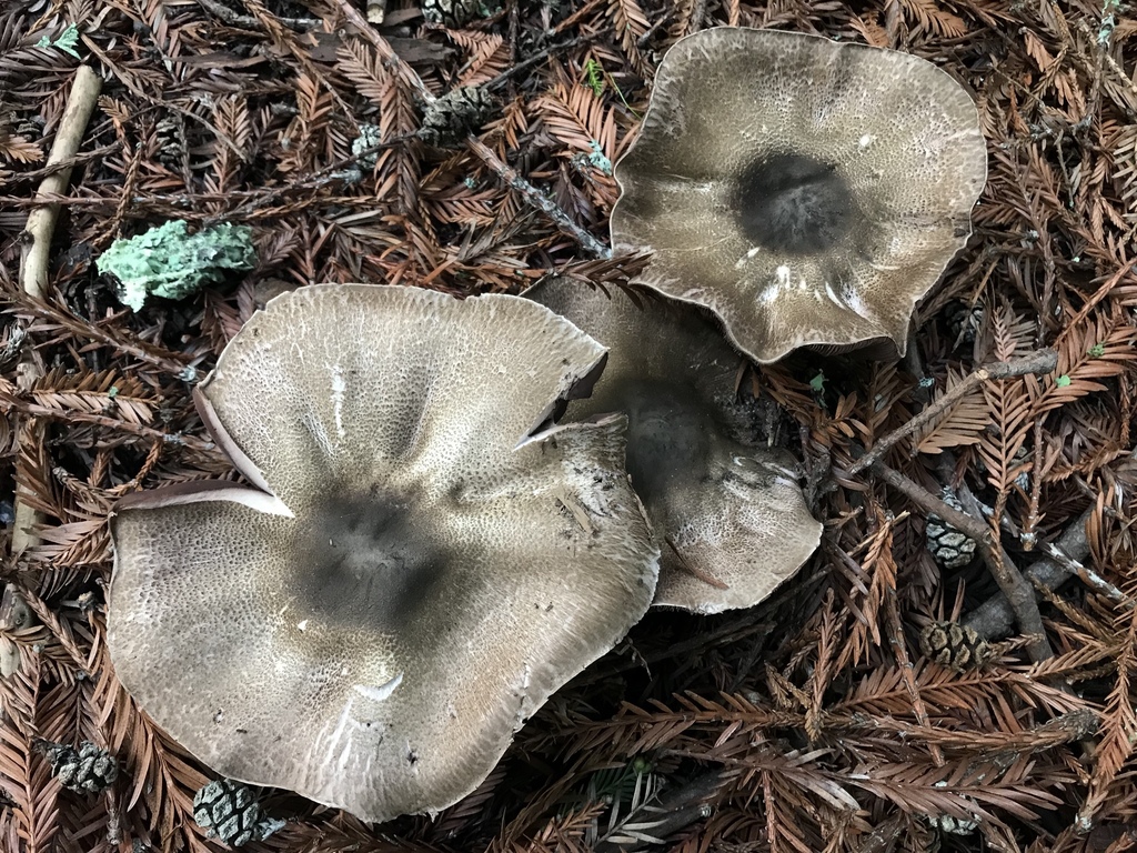 Buck's Agaricus