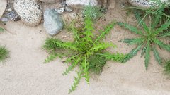 Caulanthus lasiophyllus