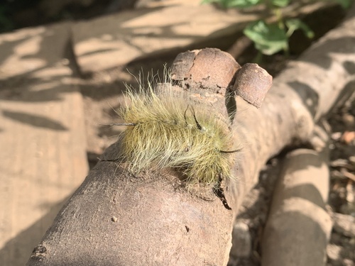 Cottonwood Dagger photo 6