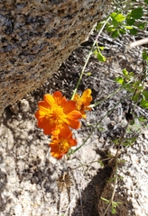 Adenophyllum speciosum