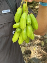 Averrhoa bilimbi image