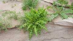 Caulanthus lasiophyllus