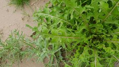 Caulanthus lasiophyllus