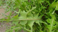 Caulanthus lasiophyllus