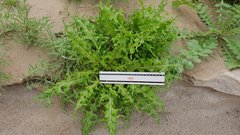 Caulanthus lasiophyllus