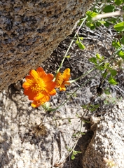 Adenophyllum speciosum