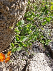 Adenophyllum speciosum