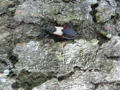 Microtomus purcis