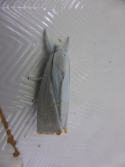 Eschata