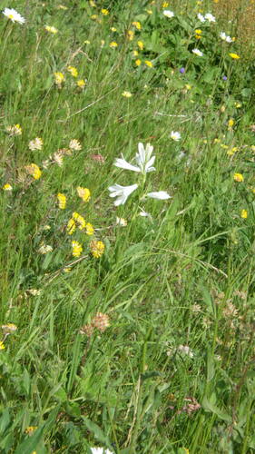 Image of Paradisea liliastrum by no rights reserved