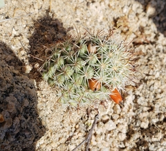 Mammillaria schumannii