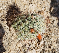 Mammillaria schumannii