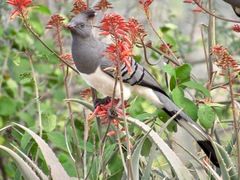 Corythaixoides leucogaster
