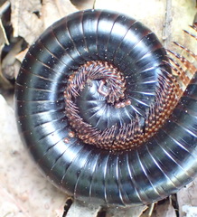 Ringleg Black Millipede
