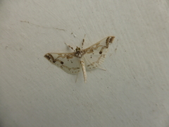 Polythlipta macralis