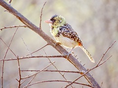 Trachyphonus darnaudii