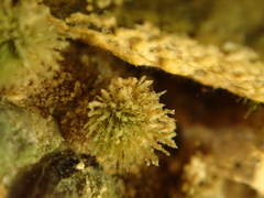 Acanthochitona zelandica