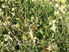 Lycaena enysii