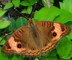 Junonia zonalis