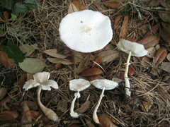 Leucocoprinus cretaceus image