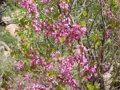 Cercis orbiculata