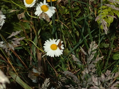Lycaena enysii