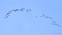 Rhynchopsitta terrisi