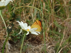 Lycaena edna