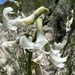 Astragalus osterhoutii - Photo (c) Jared Shorma, μερικά δικαιώματα διατηρούνται (CC BY), uploaded by Jared Shorma