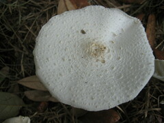 Leucocoprinus cretaceus image