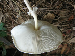 Leucocoprinus cretaceus image