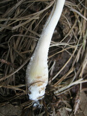 Leucocoprinus cretaceus image