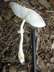 Leucocoprinus cretaceus image