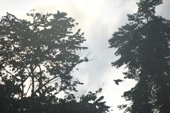 Anorrhinus galeritus