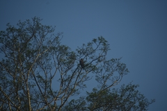Spilornis cheela pallidus