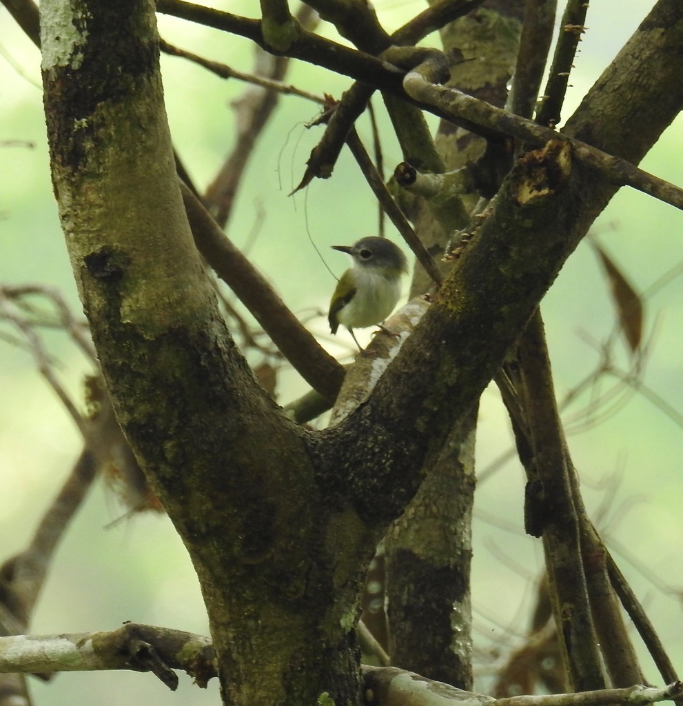 Myiornis ecaudatus ecaudatus