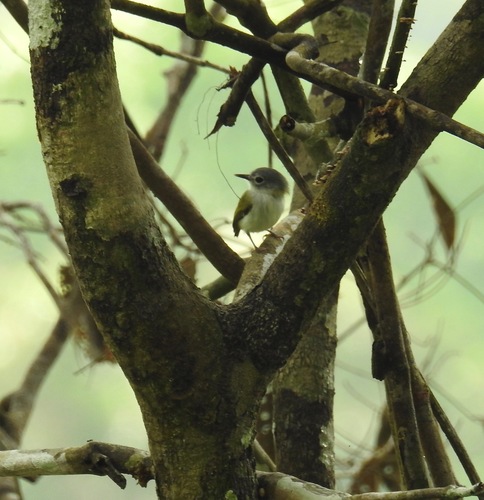 Myiornis ecaudatus ecaudatus