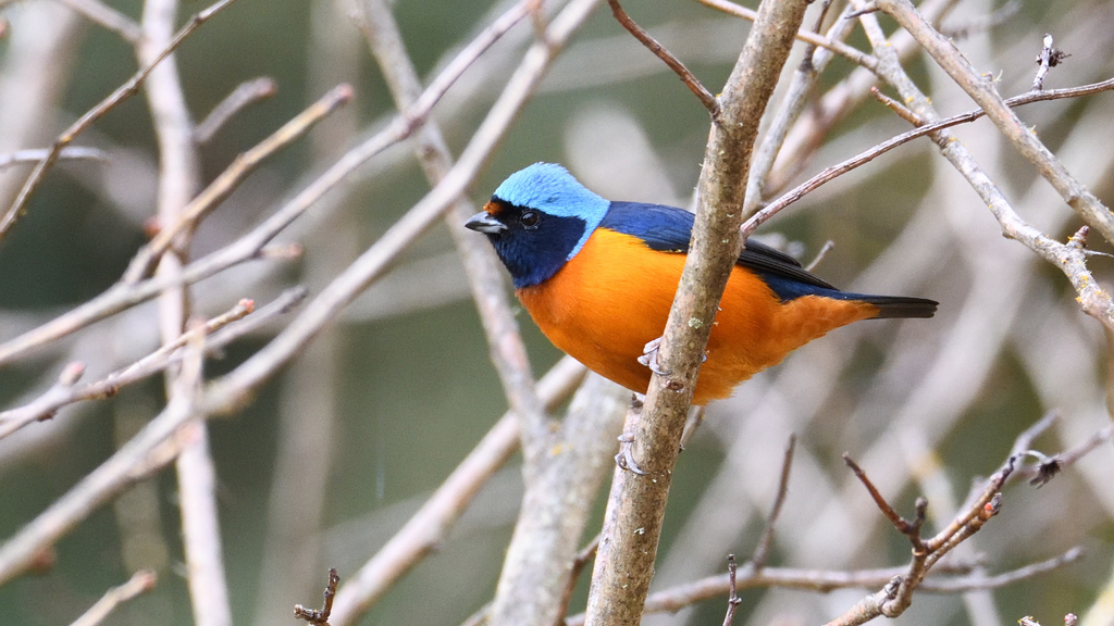 Chlorophonias and Blue-hooded Euphonias