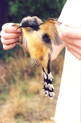 Coccyzus minor