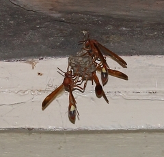 Belonogaster lateritia