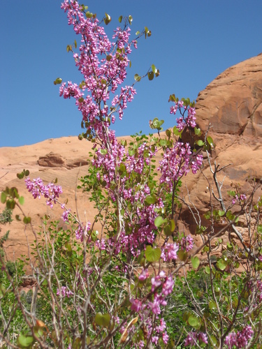Arizona redbud