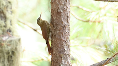 Lepidocolaptes affinis