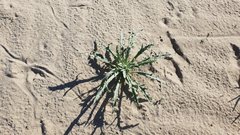 Baileya pauciradiata