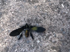 Macrocneme chrysitis