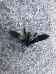 Macrocneme chrysitis