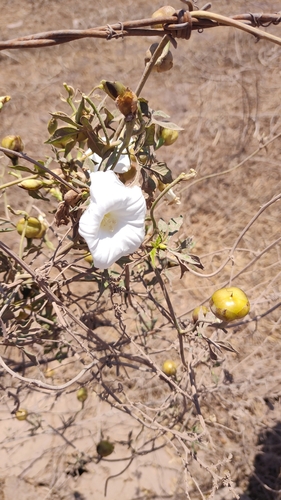 Image of Operculina pinnatifida by no rights reserved